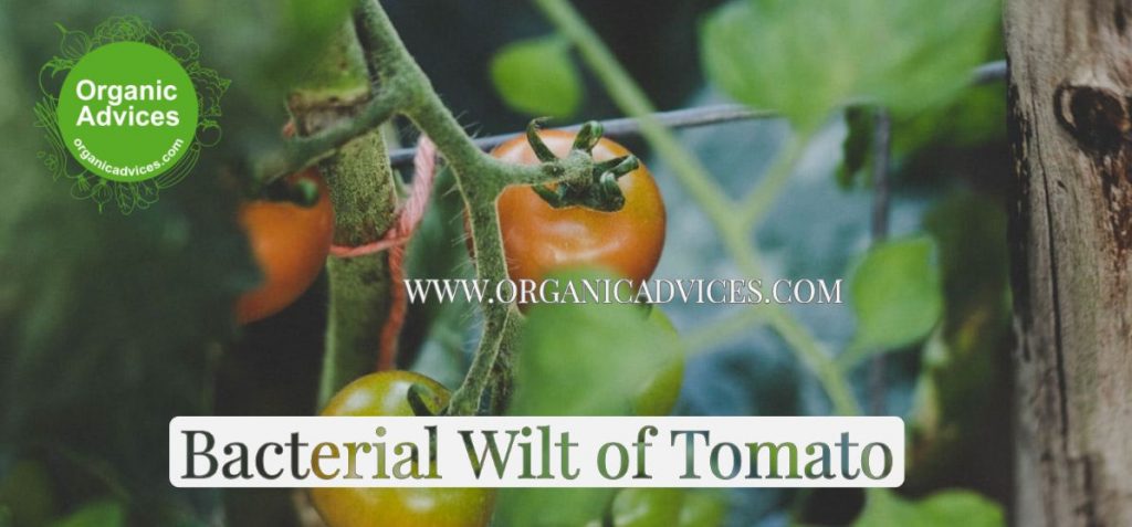 Bacterial Wilt Of Tomato Controlling And Prevent Using Organic Methods